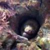 The Blackfooted Eel's Photo